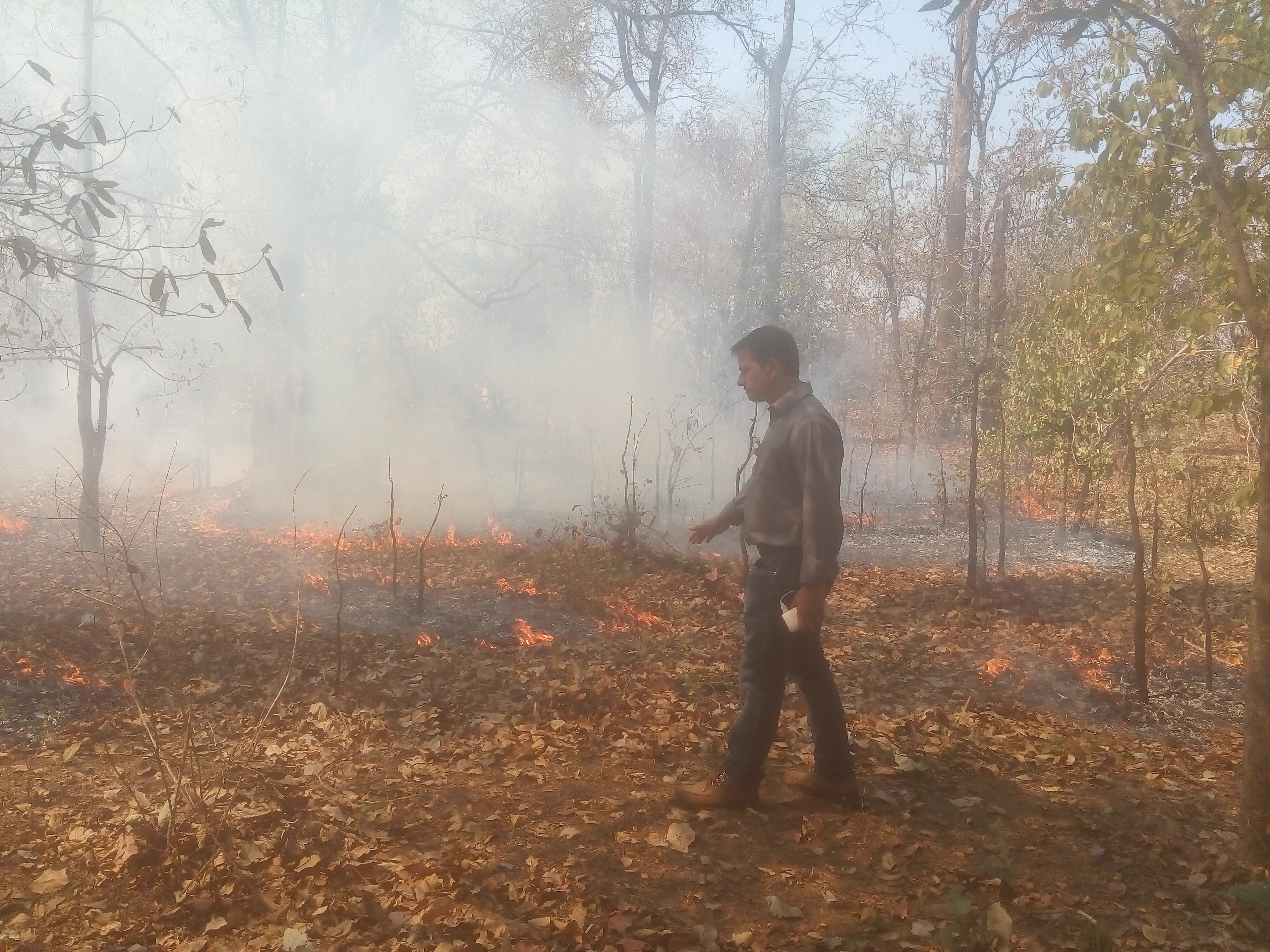 Control fire experiment conducted toenhance productivity of Tendu leaves