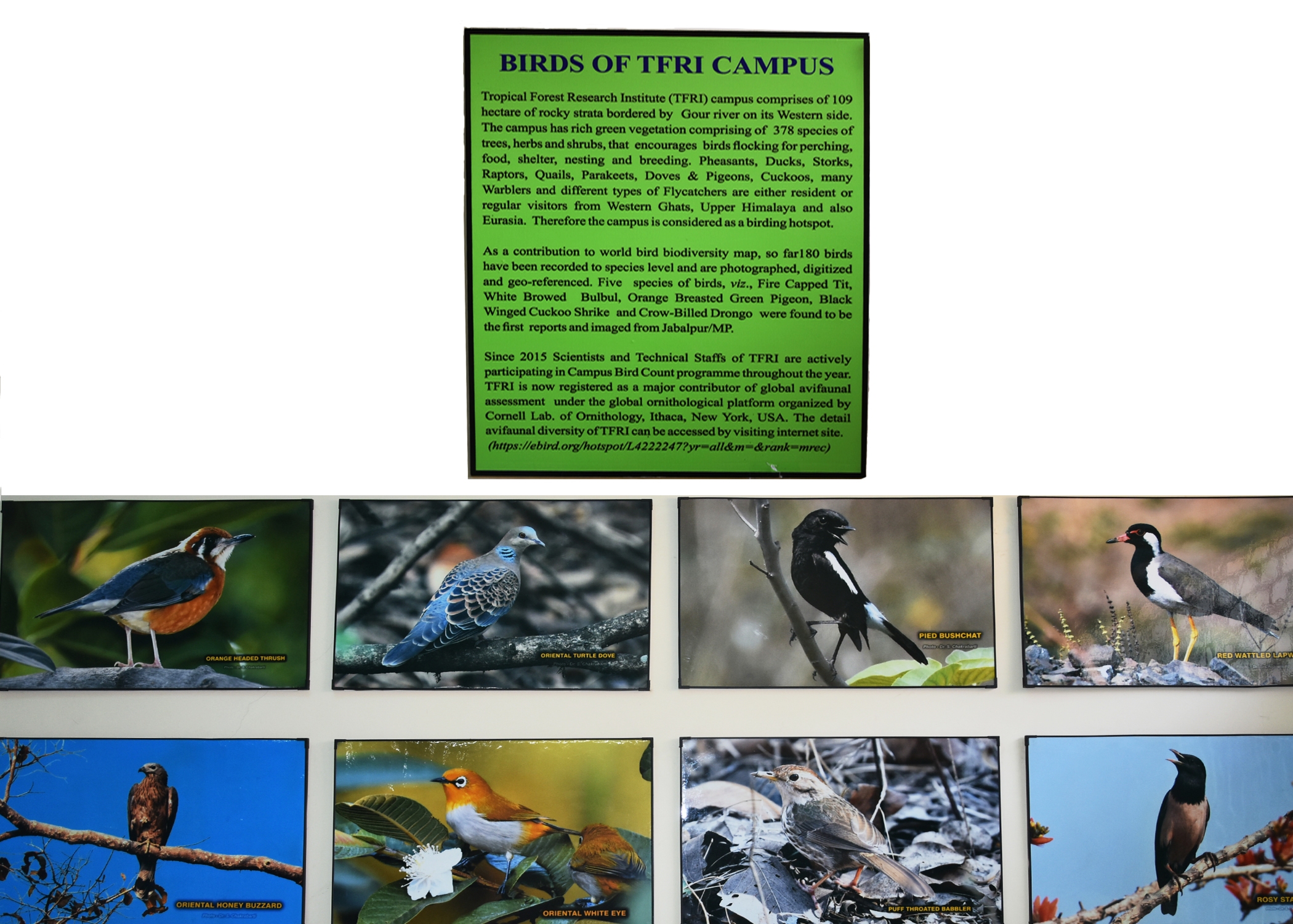 Birds of TFRI campus